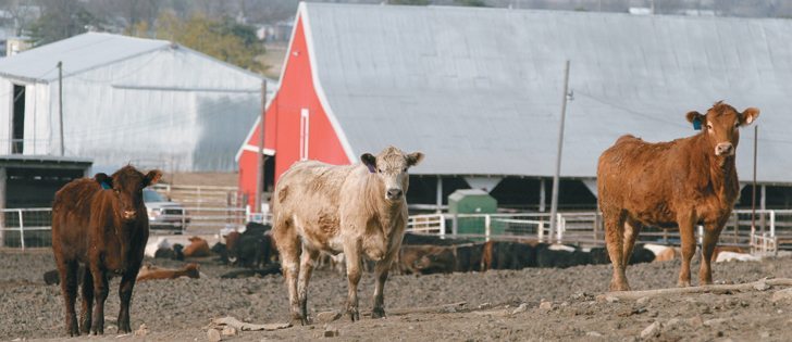 Veterinarian Aaron Gibbons defends hormone implants as a necessary part of a modern and efficient beef operation.  |  File photo