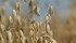 Grain Millers says pre-harvest glyphosate impairs milling quality of the oats it processes.
File photo