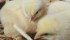Chicken continues to grow in popularity in Canada, and chicken producers don’t want to see the supply management sector sacrificed for a cattle industry that may not take advantage of the expanded market access. | File photo