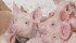 Hog prices this summer will depend on how high packers can push wholesale pork prices. | File photo
