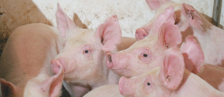 Hog prices this summer will depend on how high packers can push wholesale pork prices. | File photo