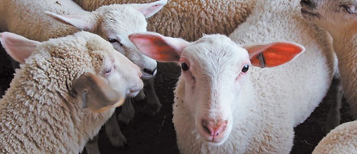 Prices for lambs are up and a drop isn’t expected until a new crop goes to market this fall.  |  File photo
