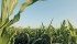 A stocks- to-use ratio below eight percent would be “extremely supportive for corn prices,” says Jason Newton of Agrium. | File photo