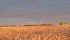 Chicago wheat prices saw a seven percent gain May 14, the largest one-day rally since June 2012. | File photo