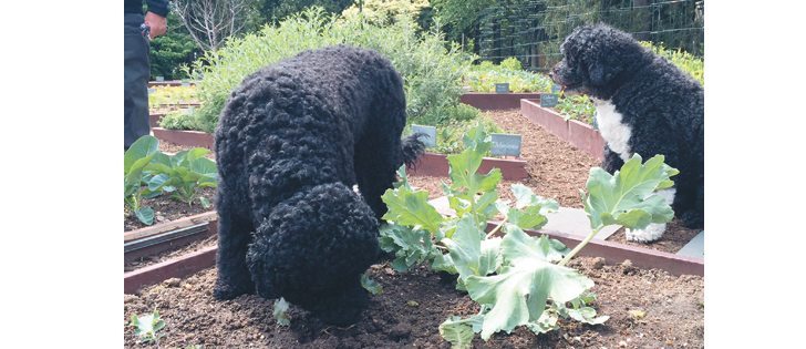 Obama family pets Bo and Sunny survey the plants in the White House garden. Schoolchildren are invited to help plant the garden each spring. | Ed White photo