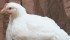 Chicken Farmers of Canada is moving forward with a new quota allocation agreement while processors appeal the deal that will see some provinces grow faster than others. | File photo