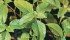 Redroot pigweed has developed resistance to Group 2 herbicides in Saskatchewan and Manitoba. | File photo