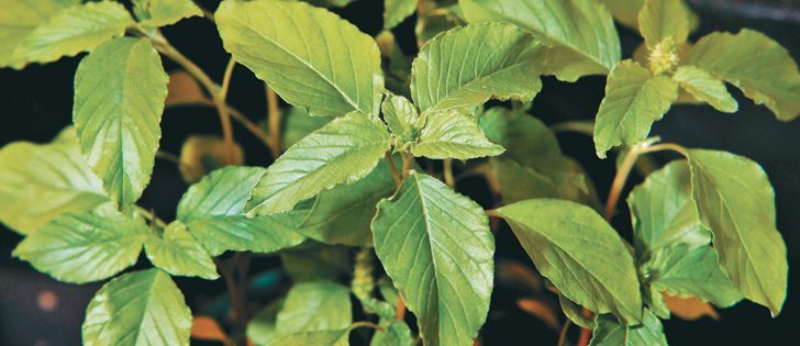 Redroot pigweed has developed resistance to Group 2 herbicides in Saskatchewan and Manitoba.  |  File photo
