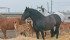 Good manure management is important in preventing the transmission of parasites in horses. | File photo