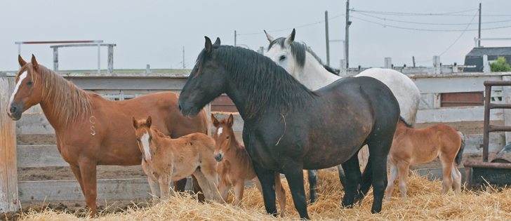 Good manure management is important in preventing the transmission of parasites in horses.  |  File photo