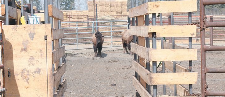 The automatic weigh scales at Big Bend Bison allow producers to keep track of daily weight gain.  |  Mary MacArthur photo