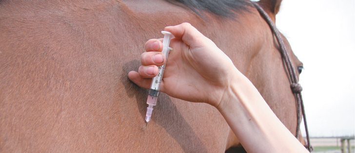 Vaccinations provide protection against several diseases that are common on the Prairies.  |  File photo