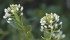 The resilient stinkweed can produce up to 15,000 seeds in a single season. | File photo