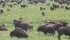 Private bison ranches have until Oct. 15 to offer feedback on the proposal to put wild Plains bison on the species at risk list. | File photo