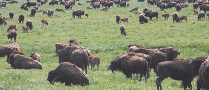 Private bison ranches have until Oct. 15 to offer feedback on the proposal to put wild Plains bison on the  species at risk list.  |  File photo