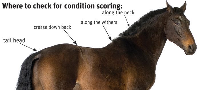 Body condition scoring is an easy method of evaluating body fat relative to body muscle for all breeds of horses. It is done by an assessment of visible fat and by palpating six areas (shown below). An ideal body condition score for non-lactating mares is 5 or higher. Active stallions should have a condition score of 6 or 7 before the breeding season to ensure they don’t become too thin during breeding season. Active performance horses should have a condition score of 4 to 5, while the ideal score for pleasure horses is 5 to 7. | File photo
