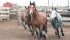 Extroverted horses are high energy, while introverted animals are nervous and easily spooked. | File photo