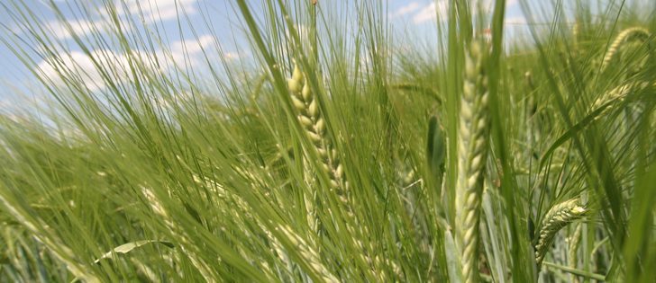 Analysts expect the biggest barley crop since 2009, despite information refuting rumours that maltsters are desperate for supply. | File photo
