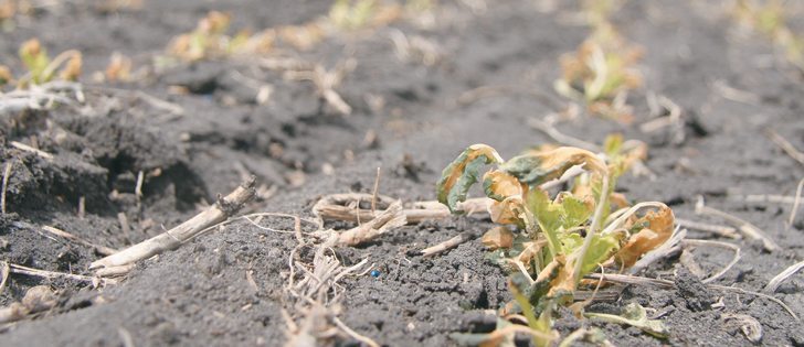 Temperatures in the Minnedosa, Man., area dropped to the -7 C range on May 30, causing heavy black frost damage to canola crops. As this photo shows, the tops of the plants were browned off by morning. Many producers are considering whether to reseed the crop or not.  |  Robert Arnason photo