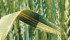 Fields should be scouted regularly for stripe rust, say pathologists. | File photo