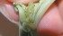 Tiny Swede midge larvae are nearly translucent. | Ontario Agriculture photo