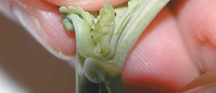 Tiny Swede midge larvae are nearly translucent.  |  Ontario Agriculture photo