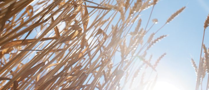 With the spectre of drought stalking parts of the Prairies, experts suggest that farmers start talking with grain buyers sooner rather than later if it appears drought will cut yields to the point that production contracts can’t be filled.  |  File photo