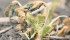 More than a million acres of canola had to be reseeded in Alberta and Saskatcehwan because of frost damage. | File photo