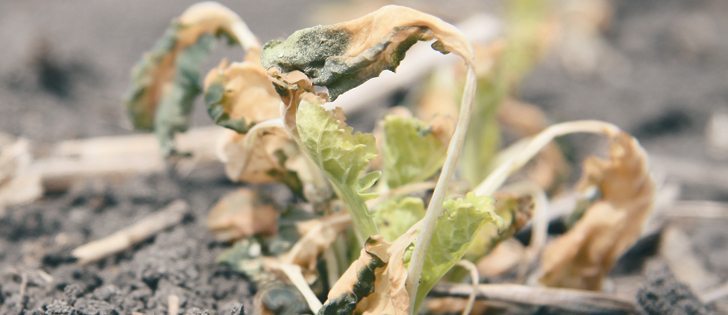 More than a million acres of canola had to be reseeded in Alberta and Saskatcehwan because of frost damage.  |  File photo