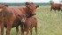 Canadian slaughter cow supplies expected to tighten.| File photo