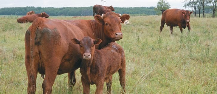 Canadian slaughter cow supplies expected to tighten.| File photo
