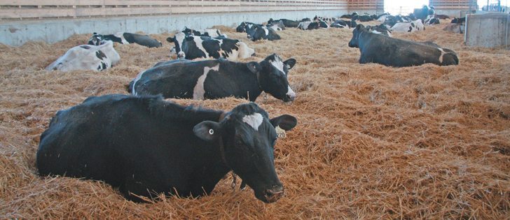 Comfort is an important part of animal welfare but handlers must be professional and responsible as well.  |  File photo 
