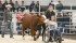 Hanna Chilson of Hardisty, Alta., a member of the Battle River Beef Club, leads her steer, Bubbles, around the show ring at the Flagstaff and District 4-H Beef Show, while Ryelee Lang of Killam, Alta., pushes the wheelchair. | Mary MacArthur photo