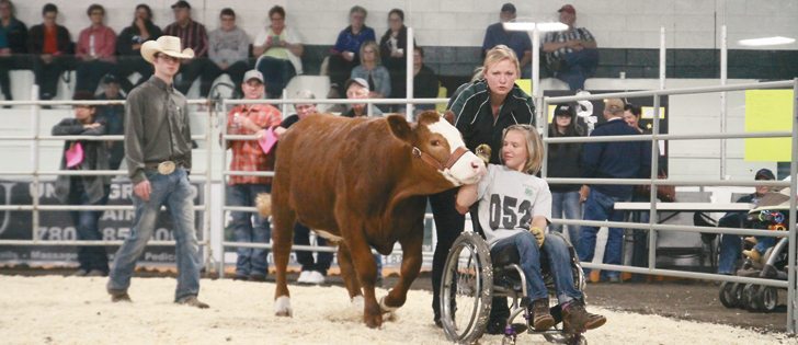 Hanna Chilson of Hardisty, Alta., a member of the Battle River Beef Club, leads her steer, Bubbles, around the show ring at the Flagstaff and District 4-H Beef Show, while Ryelee Lang of Killam, Alta., pushes the wheelchair.  |  Mary MacArthur photo