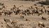 Regulations designed to prevent the spread of chronic wasting disease caused many producers to get out of elk production despite strong prices. | File photo
