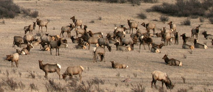 Regulations designed to prevent the spread of chronic wasting disease caused many producers to get out of elk production despite strong prices.  |  File photo