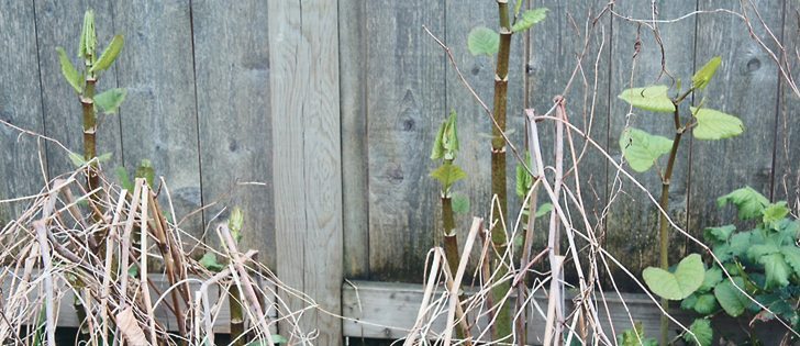 There are four species of knotweed and to identify them, people need to look at the hairs under the leaves to tell them apart. This species is Knotweed Fallopia sp.  |  Alberta Agriculture and Forestry Photo
