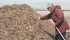 Larry Mullen of the Saskatchewan Waste Reduction Council places a temperature probe in a static compost pile at PV Waste Solutions near Regina. | Karen Briere photo