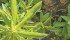Kochia contains saponins, alkaloids, oxalates and nitrates that can be toxic to livestock, so it must be controlled in their diet. | File photo