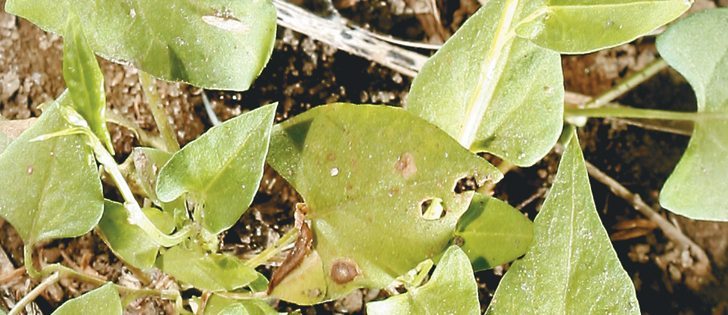 Wild buckwheat is a prolific seed producer and a common nuisance in prairie fields.  |  File photo