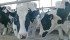 Saputo, a Montreal based dairy processor, says it will refuse milk from farms that fail to treat cows humanely. | File photo
