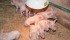 Hog producers fear negative reaction from international markets if castration is replaced by a product alternative. | File photo