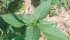 Hemp-nettle is part of the mint family, but don’t let that fool you. | USDA photo