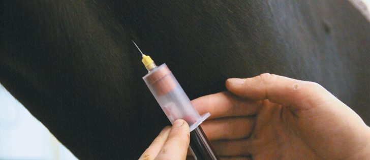 If a horse tests positive for equine infectious anemia, the animal is quarantined for life or destroyed in an effort to eliminate the disease.  |  Mary MacArthur photo