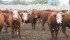 AgriClear is a new online platform where cattle owners can negotiate sales terms with potential buyers. | File photo