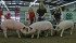 Members of the Rocky Mountain Swine 4-H Club and the Chinook 4-H Multi Club guide their market hogs in the show ring June 1 in Pincher Creek, Alta.