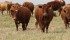 A group of cattle moving from a grazed hay field to a new hay field. The goal is to keep the grass from setting seed.