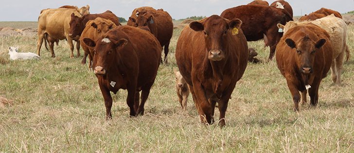 A group of cattle moving from a grazed hay field to a new hay field. The goal is to keep the grass from setting seed.