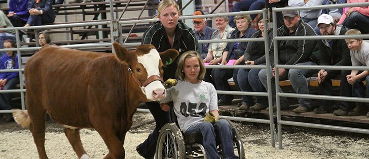 Hanna Chilson of Hardisty, Alta., leads her calf Bubbles around the show ring at the Flagstaff District 4-H Beef show in Killam, while Ryelee Lang, of Killam pushes the wheelchair. Chilson lead her calf around the ring first. Bubbles is not afraid of the chair, but the other 4-H calves may not be as tame.