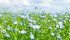 Can organic ever catch up with conventional?